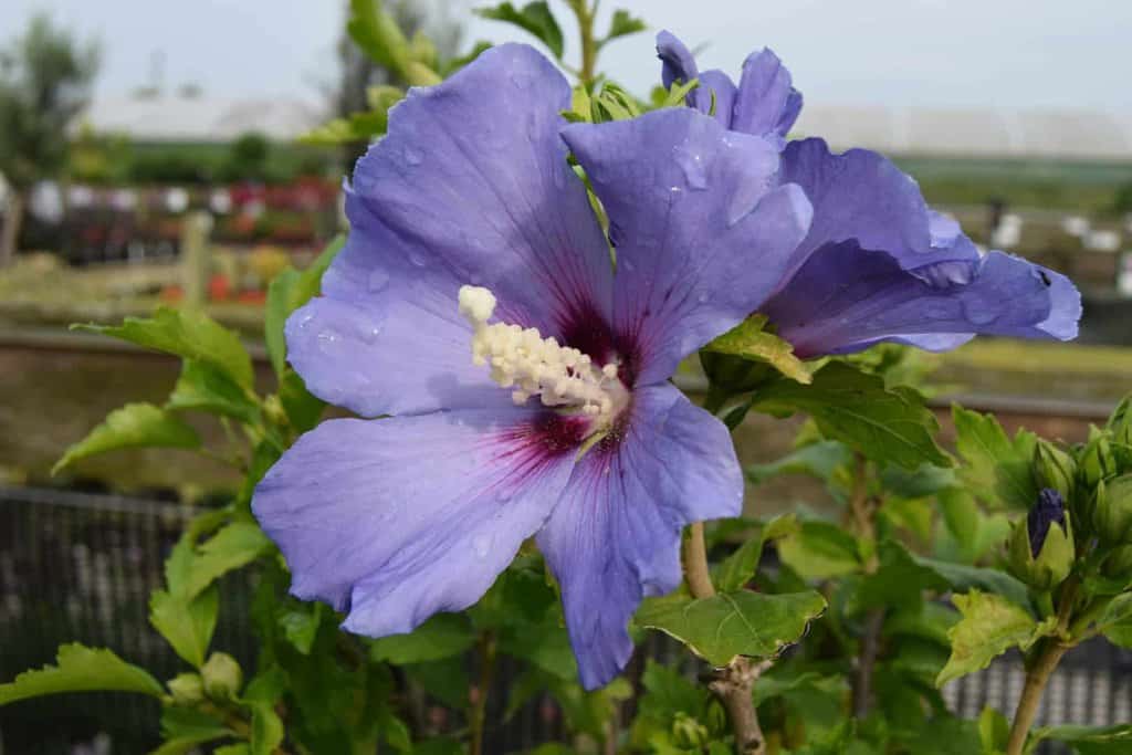 Hibiscus syriacus 'Oiseau Bleu' (Blue Bird) 100-125 cm